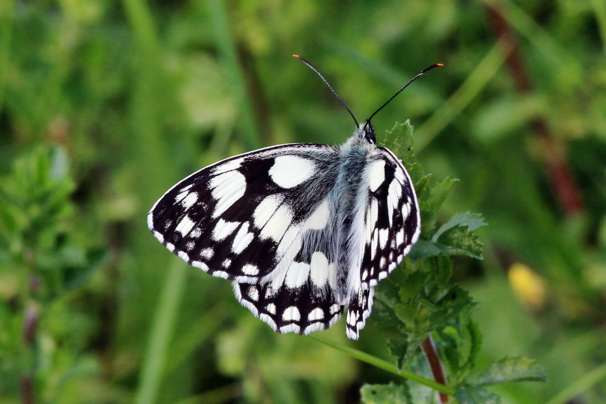 2014_06_15_00046325pa_Bildgr��e �ndern