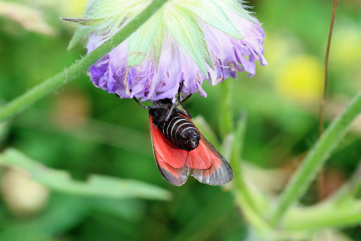 2014_06_15_00046342p_Bildgr��e �ndern