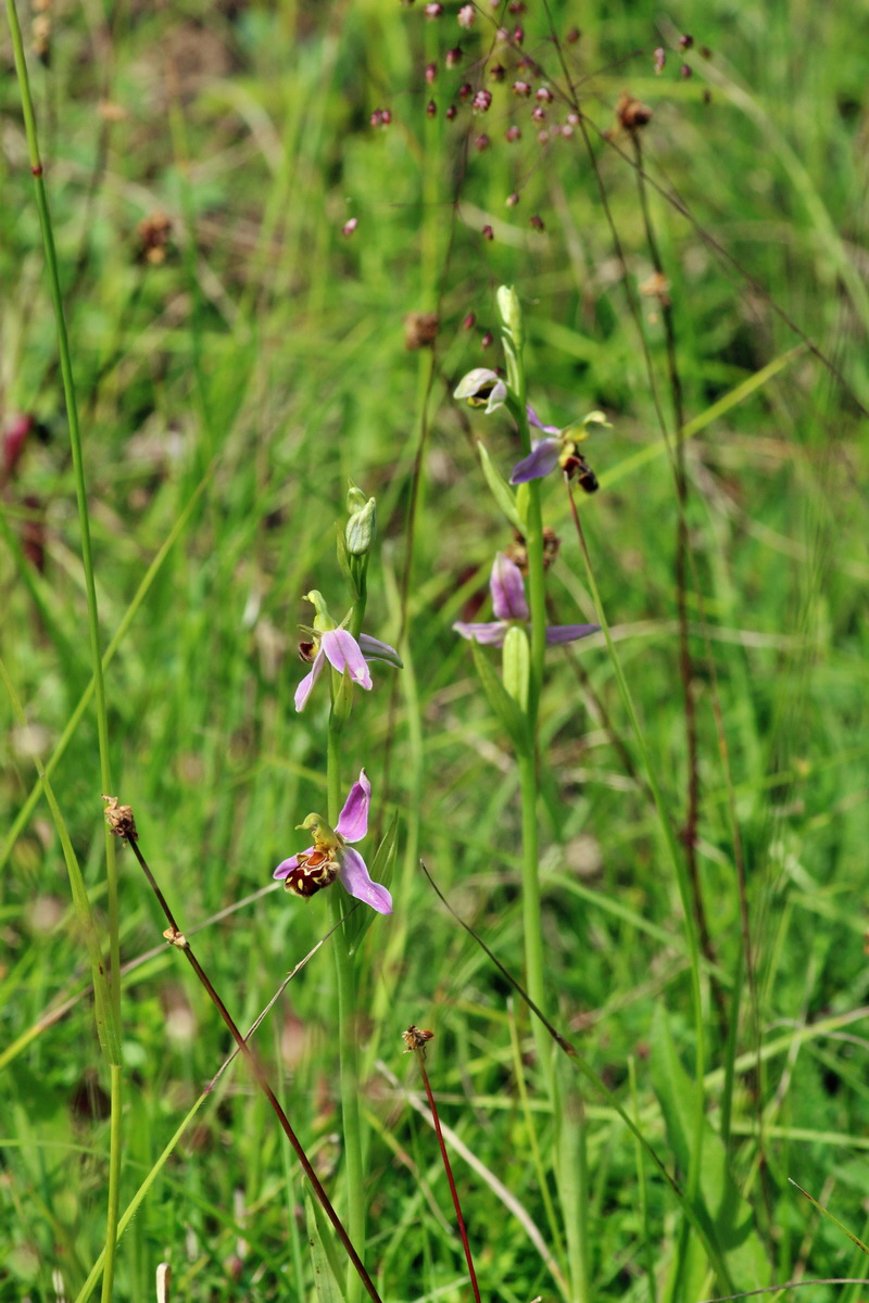 2014_06_15_00046375p_Bildgr��e �ndern