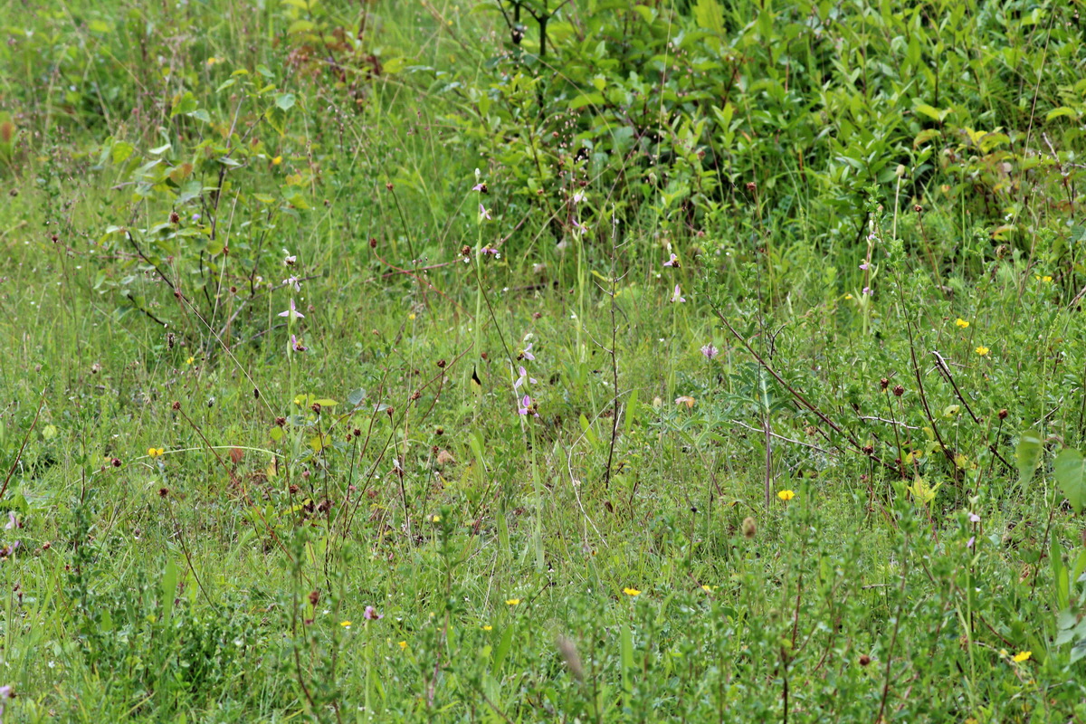 2014_06_15_00046378p_Bildgr��e �ndern