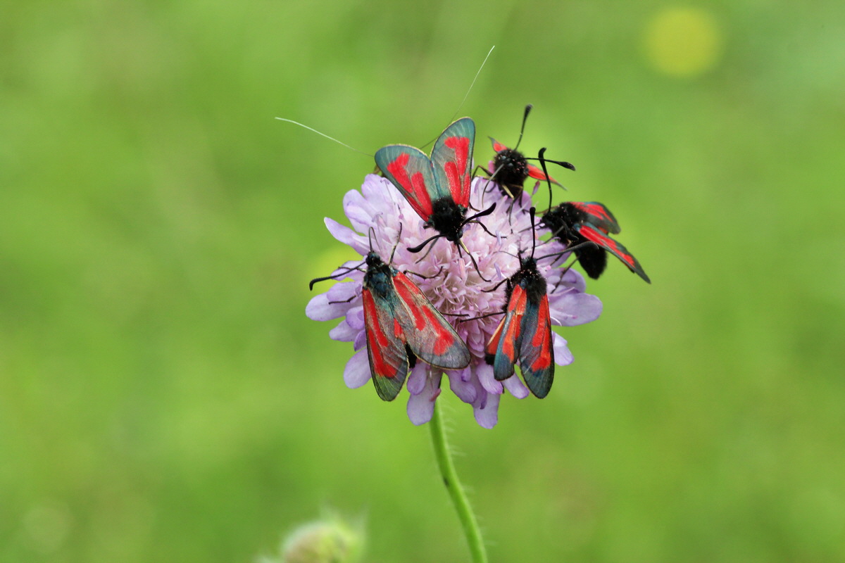 2014_06_15_00046419p_Bildgr��e �ndern