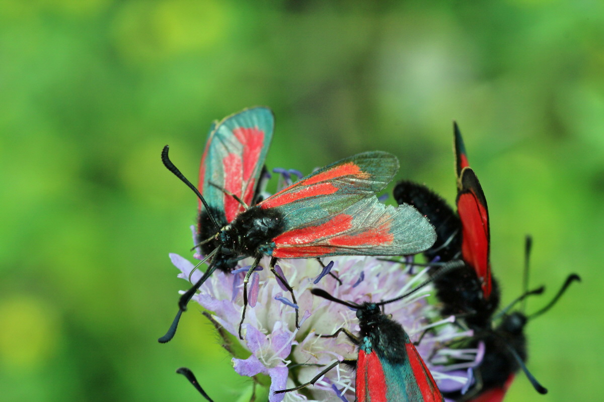 2014_06_15_00046429p_Bildgr��e �ndern