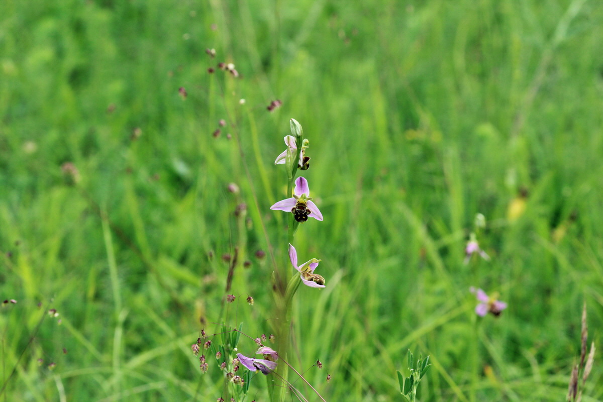 2014_06_15_00046432p_Bildgr��e �ndern