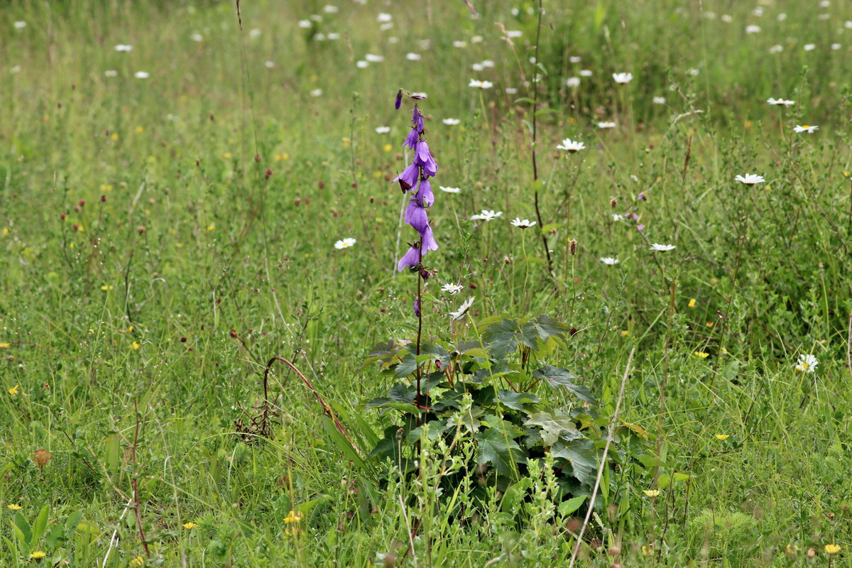 2014_06_15_00046439p_Bildgr��e �ndern