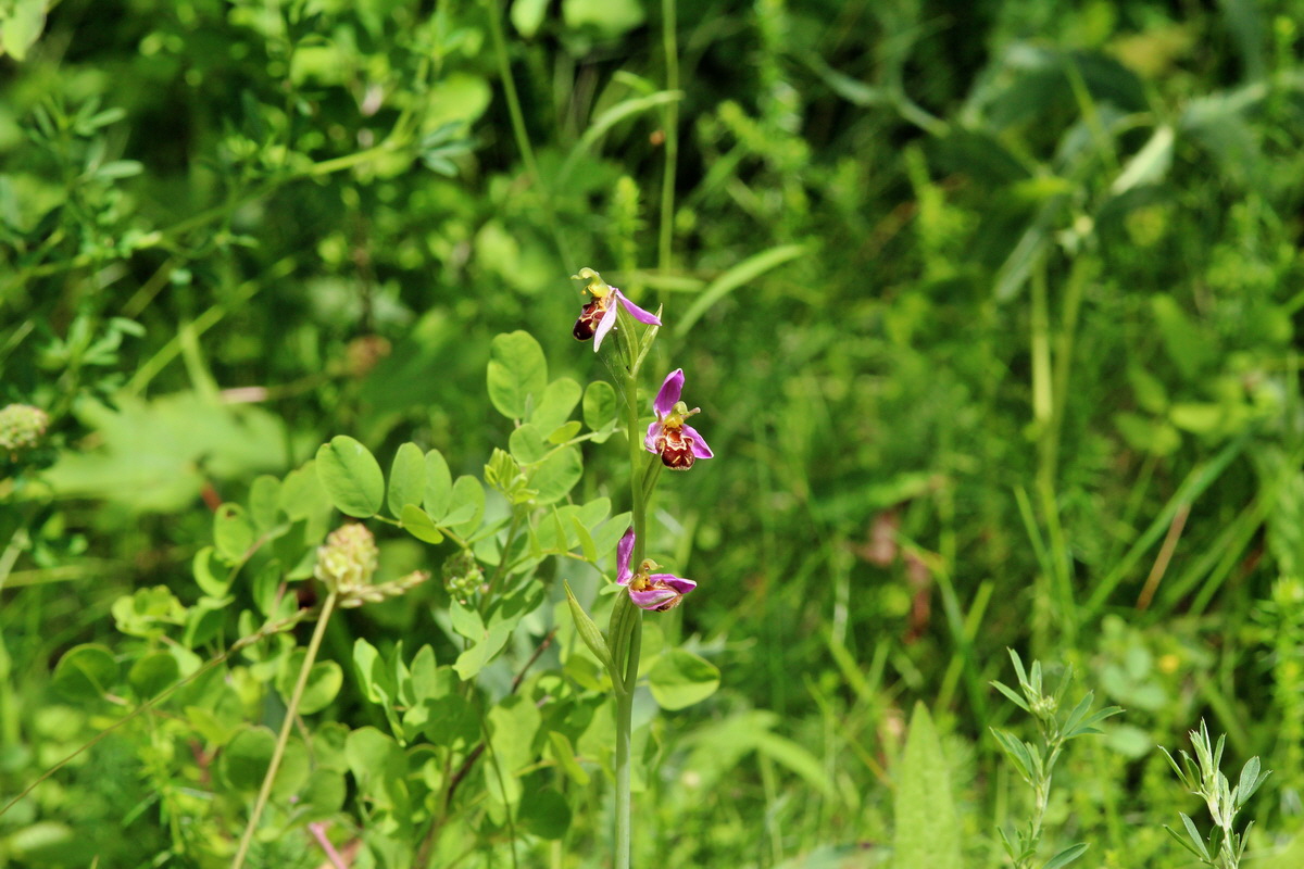 2014_06_15_00046469p_Bildgr��e �ndern