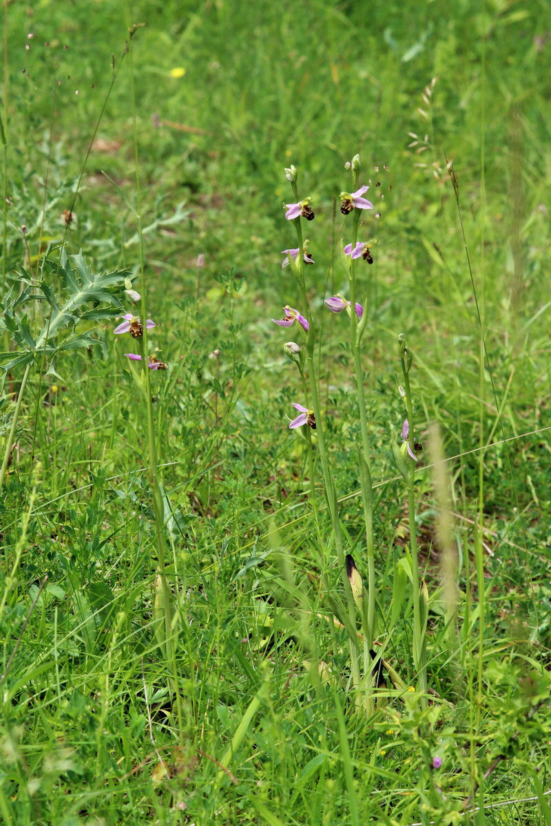 2014_06_15_00046475p_Bildgr��e �ndern