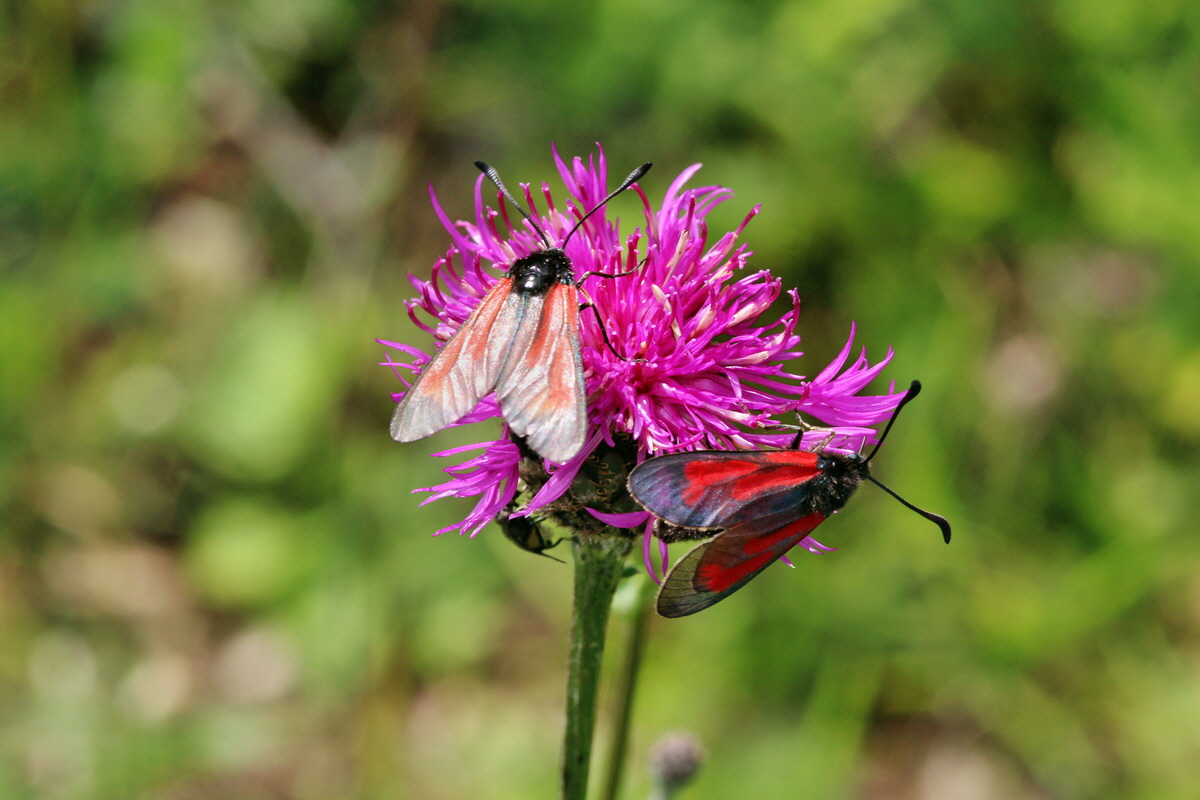 2014_06_15_00046479p_Bildgr��e �ndern