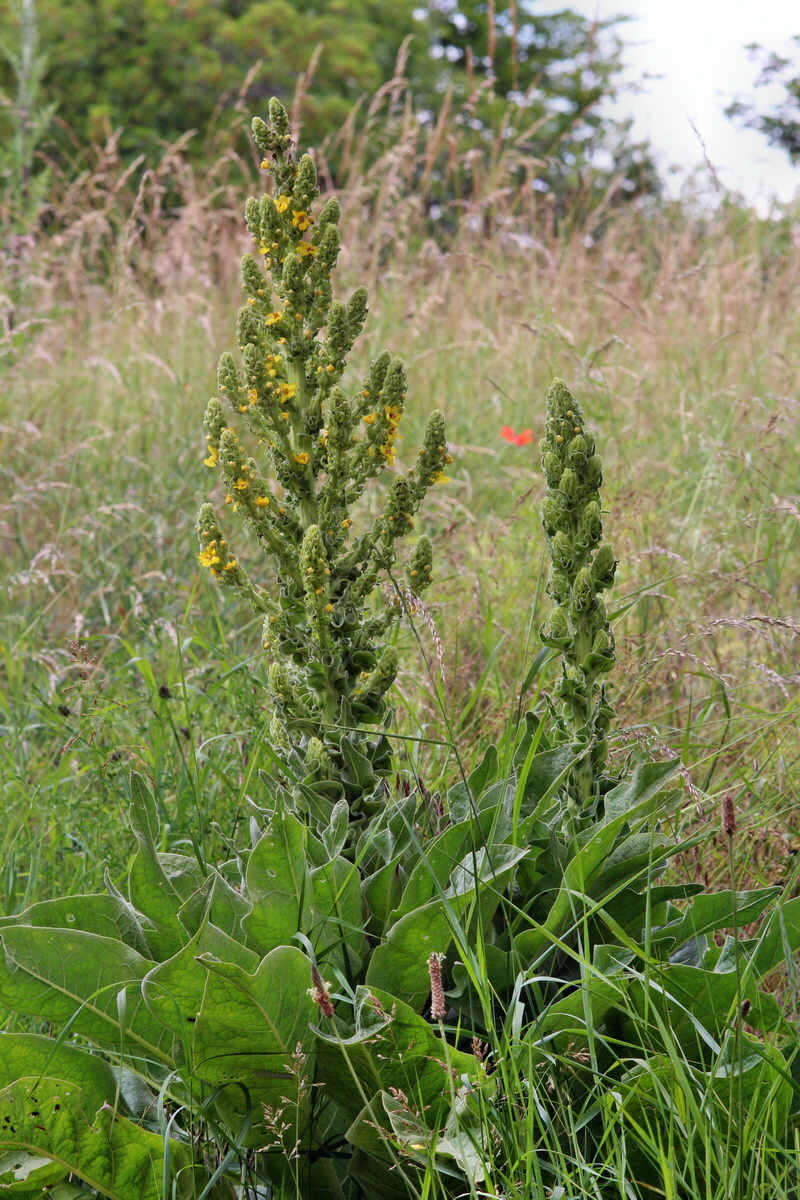 2014_06_15_00046527p_Bildgr��e �ndern