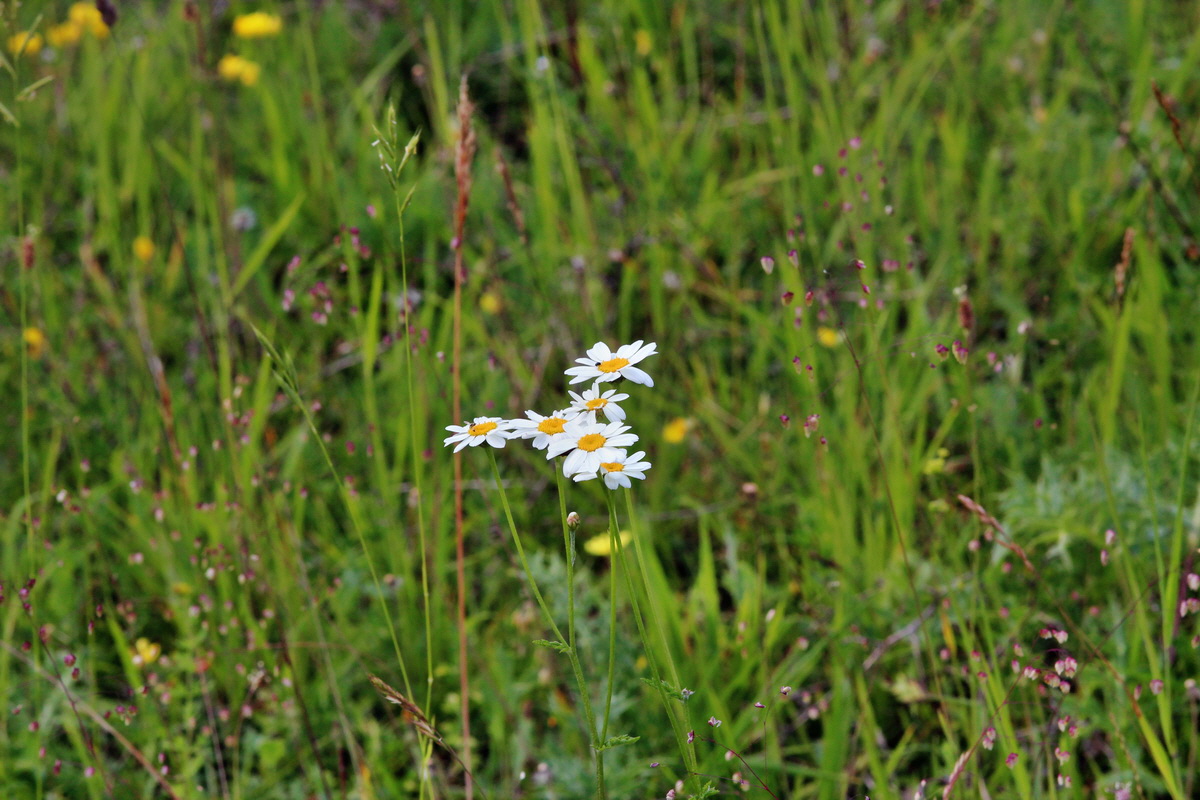 2014_06_15_00046532p_Bildgr��e �ndern