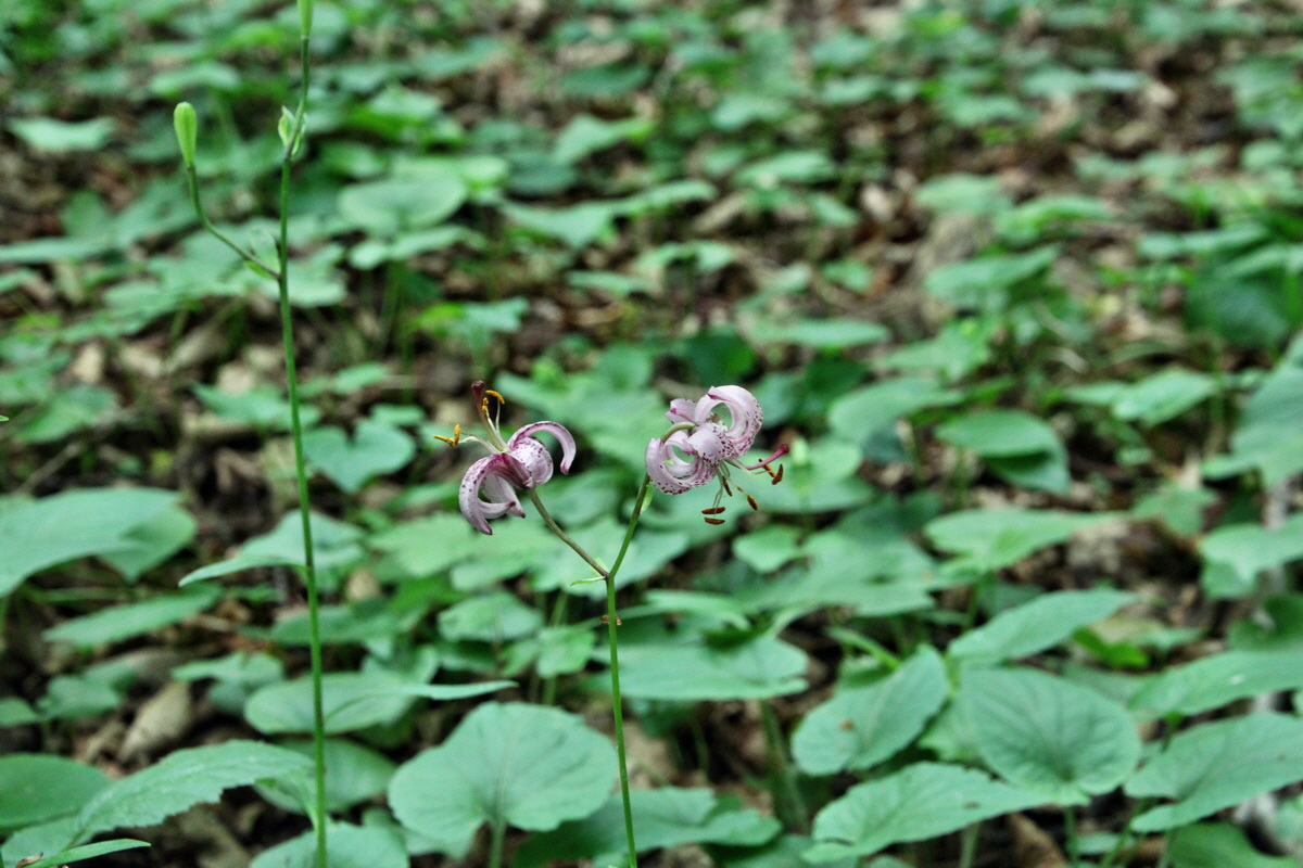 2014_06_15_00046603p_Bildgr��e �ndern