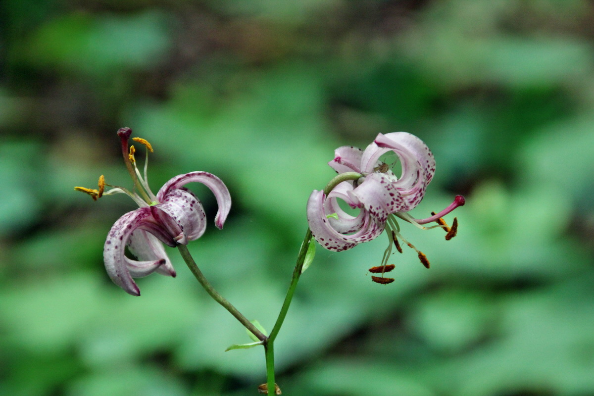 2014_06_15_00046613p_Bildgr��e �ndern