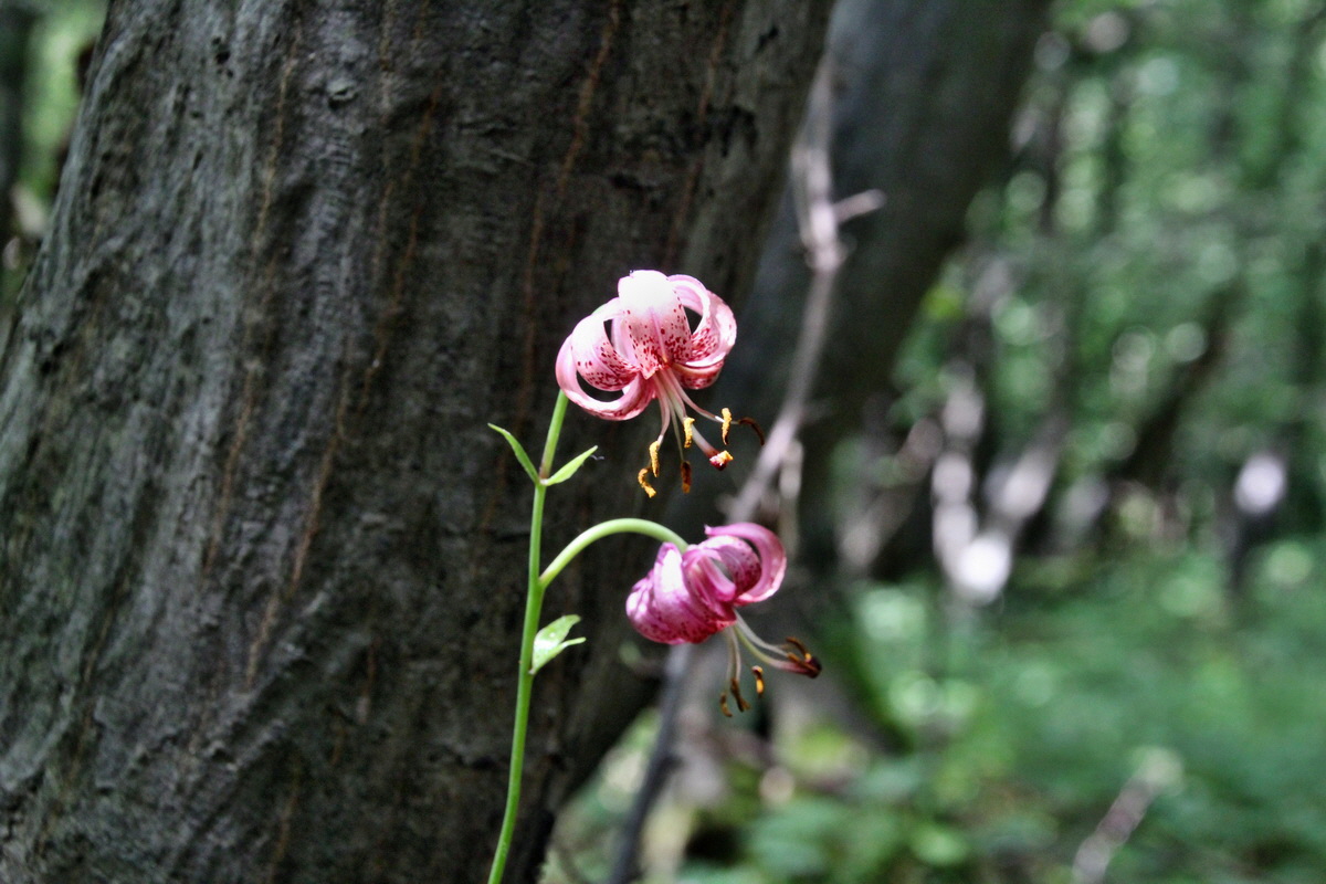 2014_06_15_00046617p_Bildgr��e �ndern