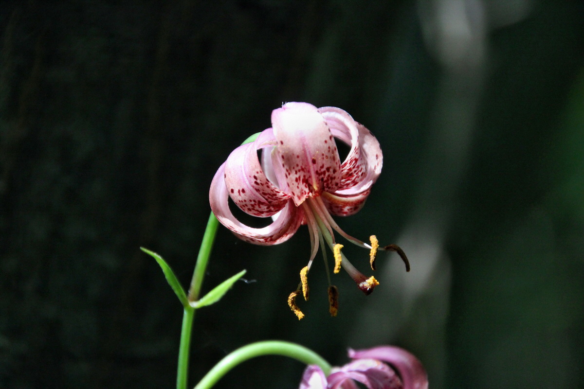 2014_06_15_00046620p_Bildgr��e �ndern