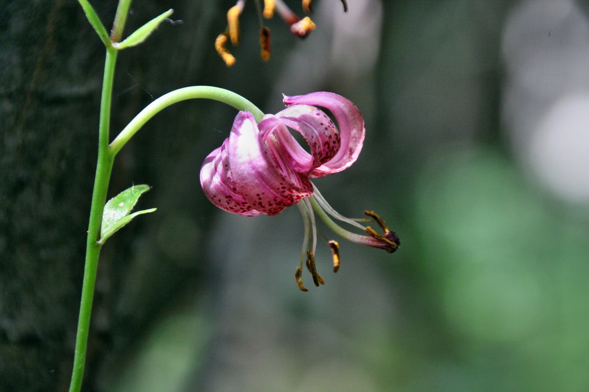 2014_06_15_00046621p_Bildgr��e �ndern