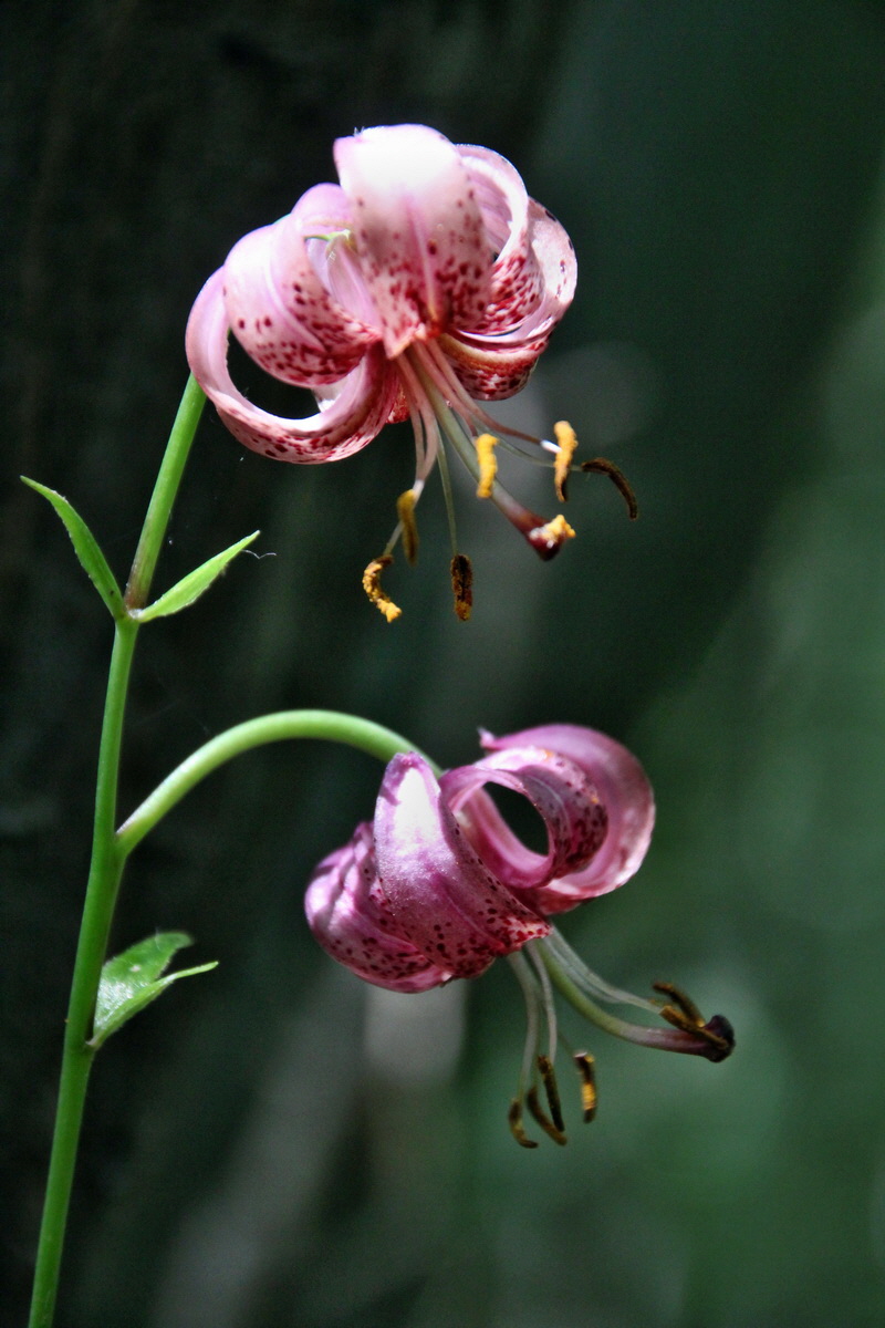 2014_06_15_00046626p_Bildgr��e �ndern