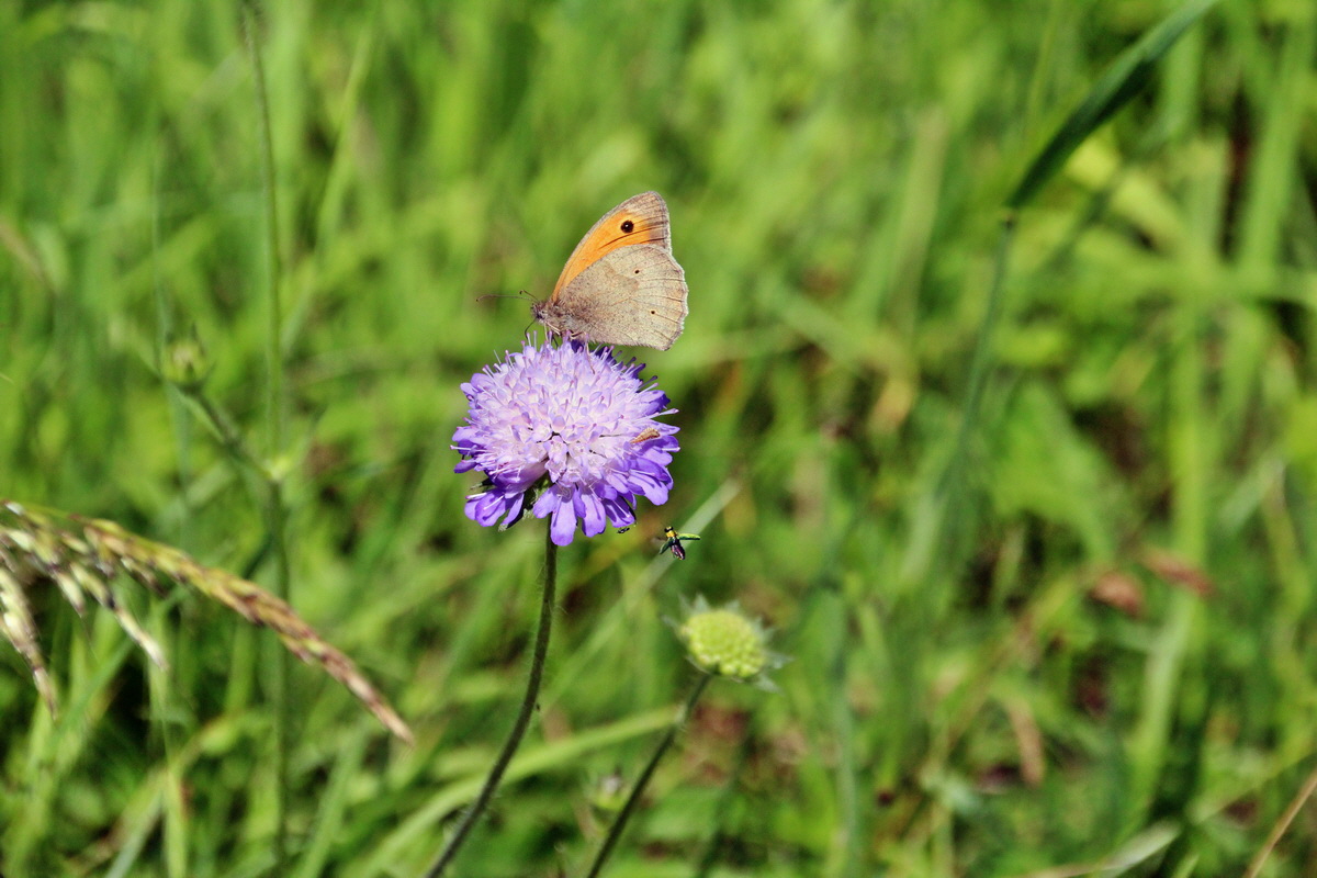 2014_06_15_00046703p_Bildgr��e �ndern