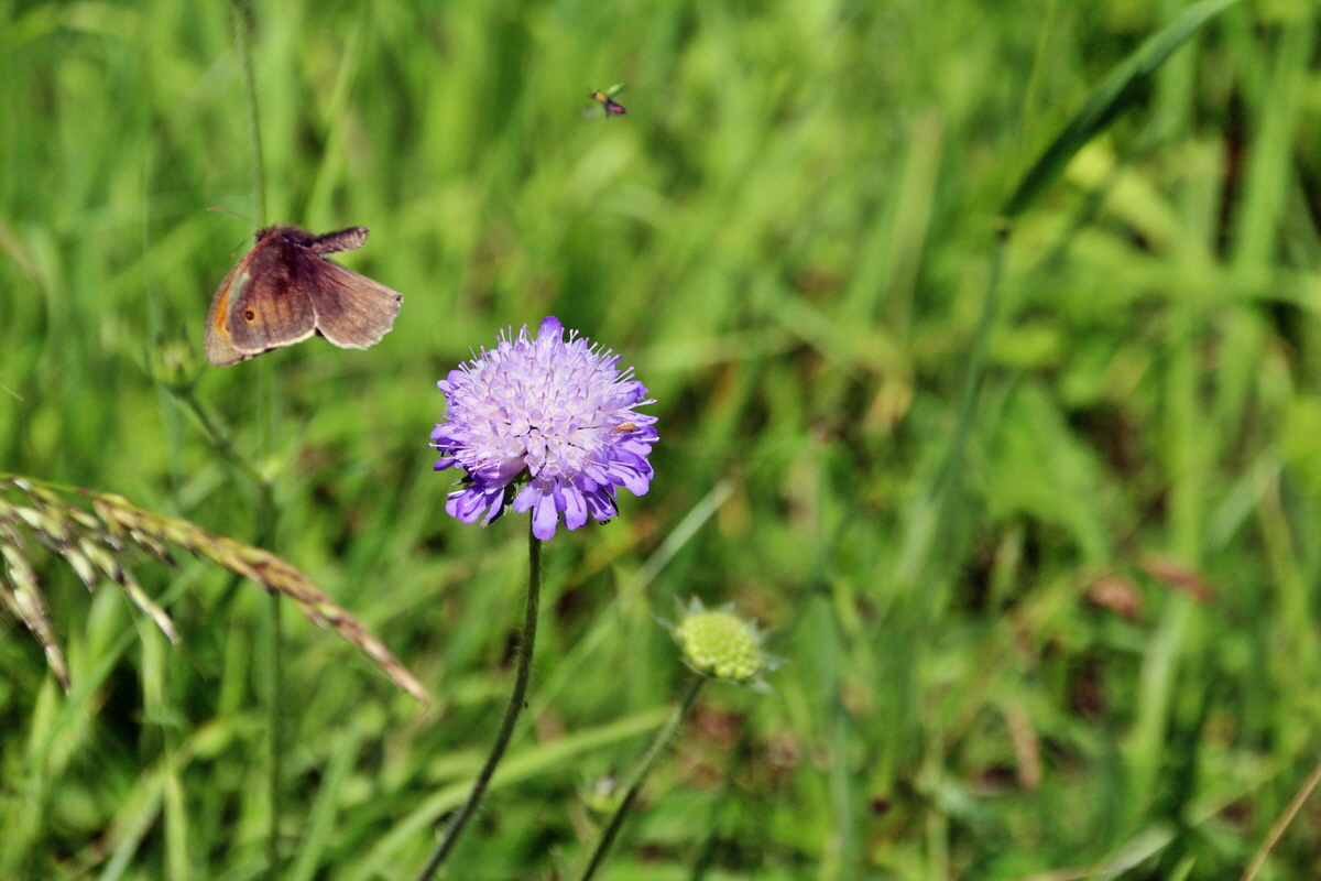 2014_06_15_00046704p_Bildgr��e �ndern