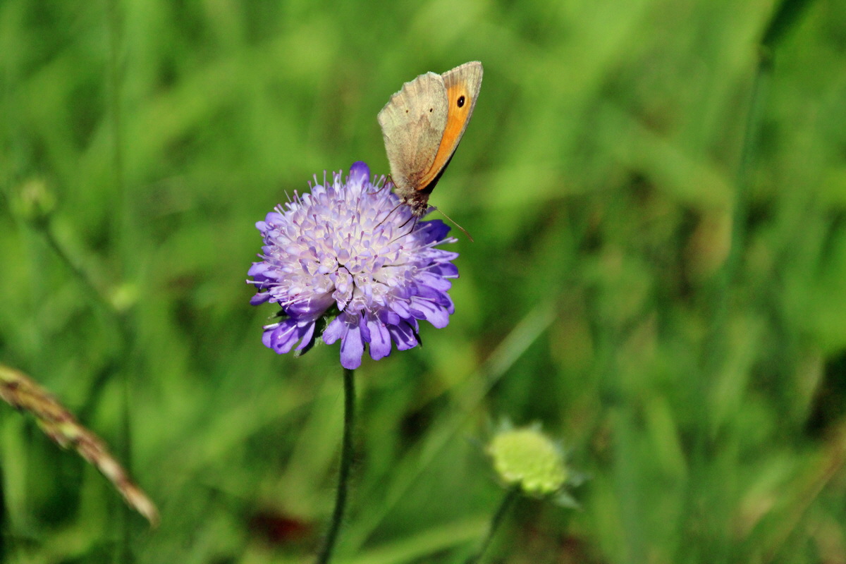 2014_06_15_00046713p_Bildgr��e �ndern