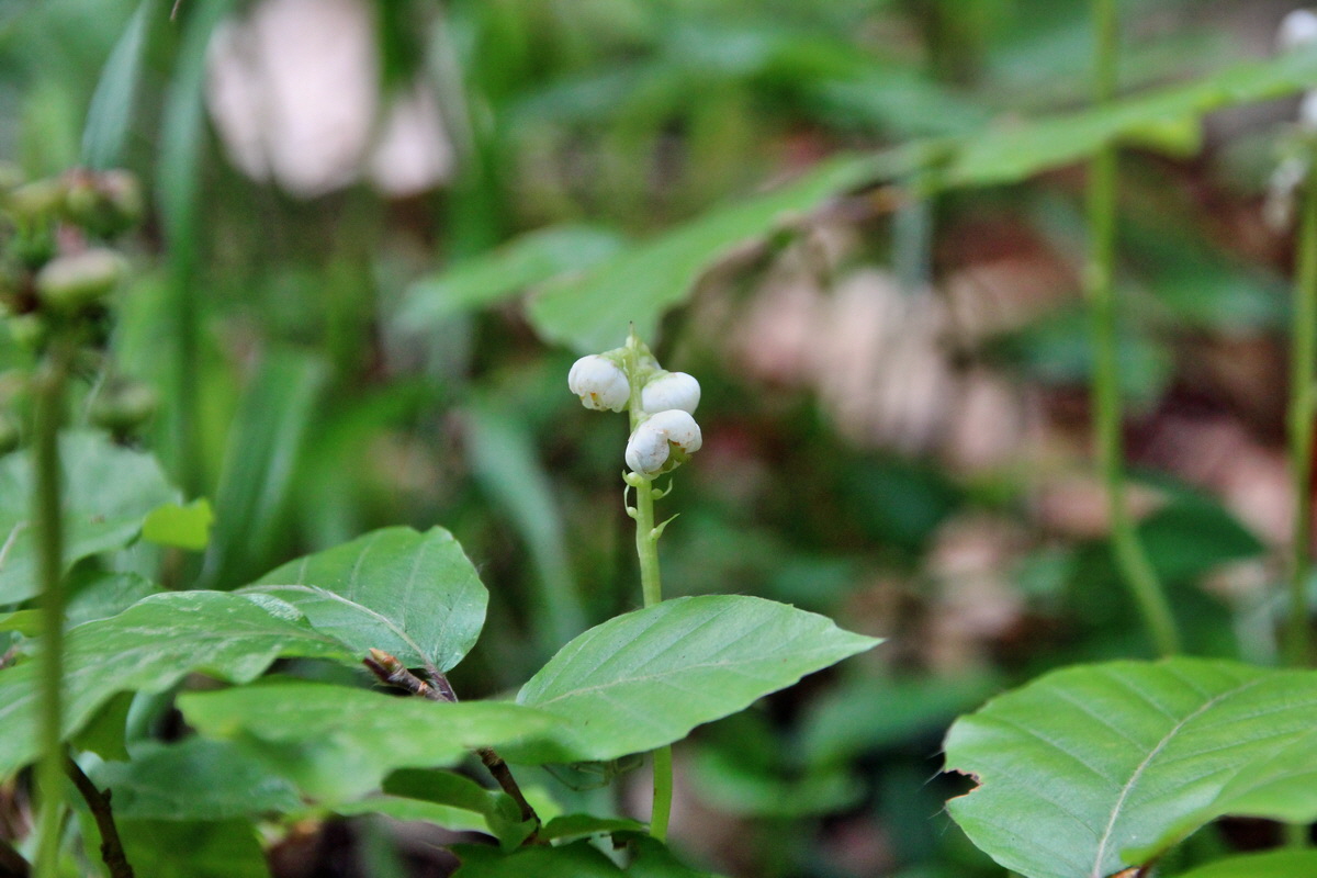 2014_06_16_00046726p_Bildgr��e �ndern