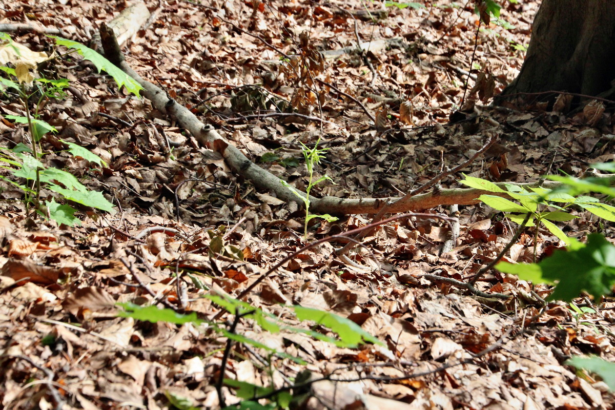 2014_06_16_00046737p_Bildgr��e �ndern