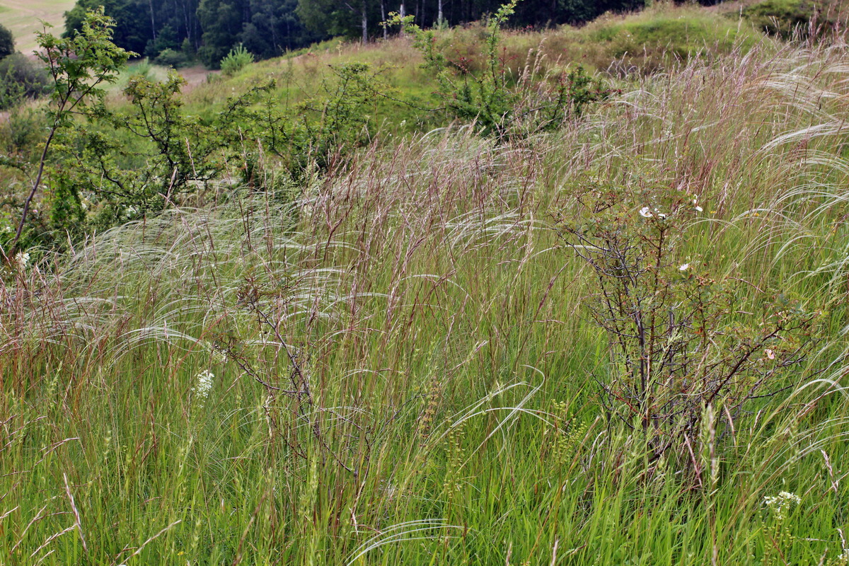 2014_06_16_00046866p_Bildgr��e �ndern