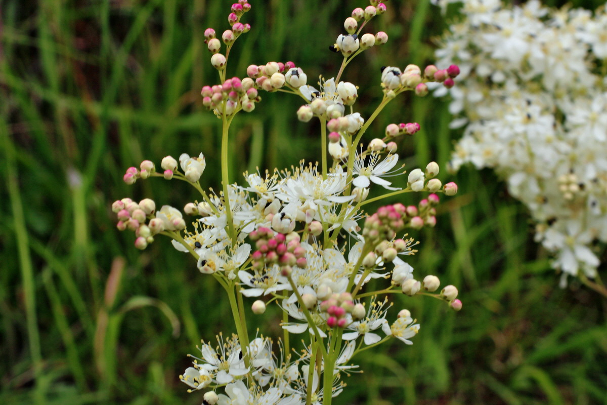 2014_06_16_00046890p_Bildgr��e �ndern