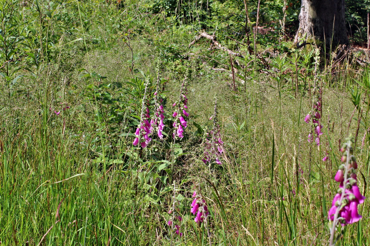 2014_06_17_00046920p_Bildgr��e �ndern