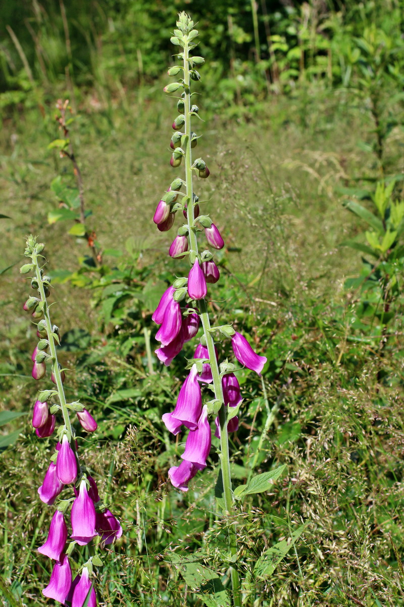 2014_06_17_00046923p_Bildgr��e �ndern