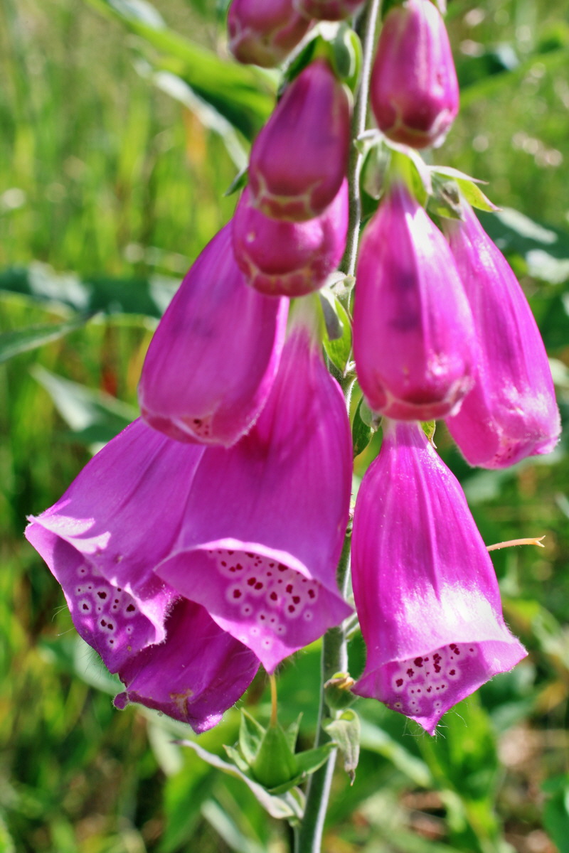 2014_06_17_00046926p_Bildgr��e �ndern