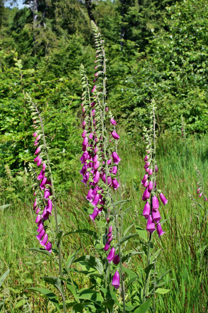 2014_06_17_00046934p_Bildgr��e �ndern