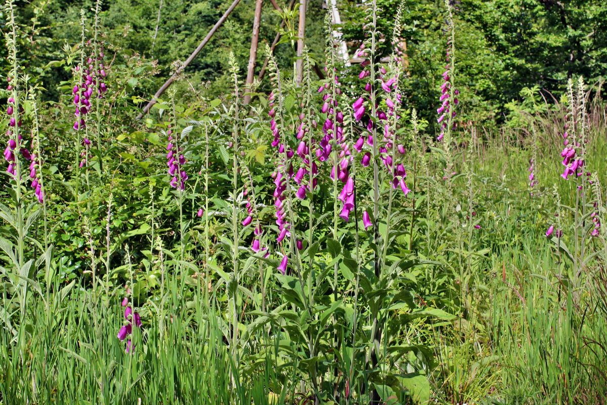 2014_06_17_00046937p_Bildgr��e �ndern