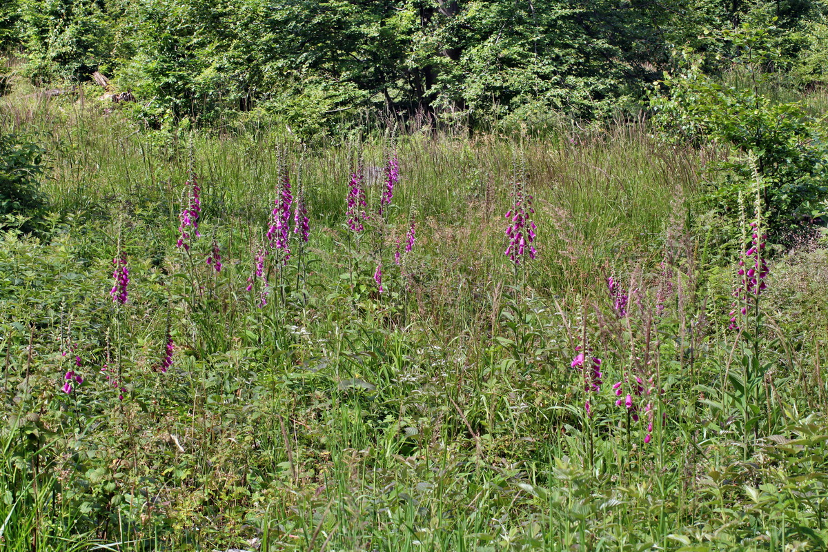 2014_06_17_00046944p_Bildgr��e �ndern