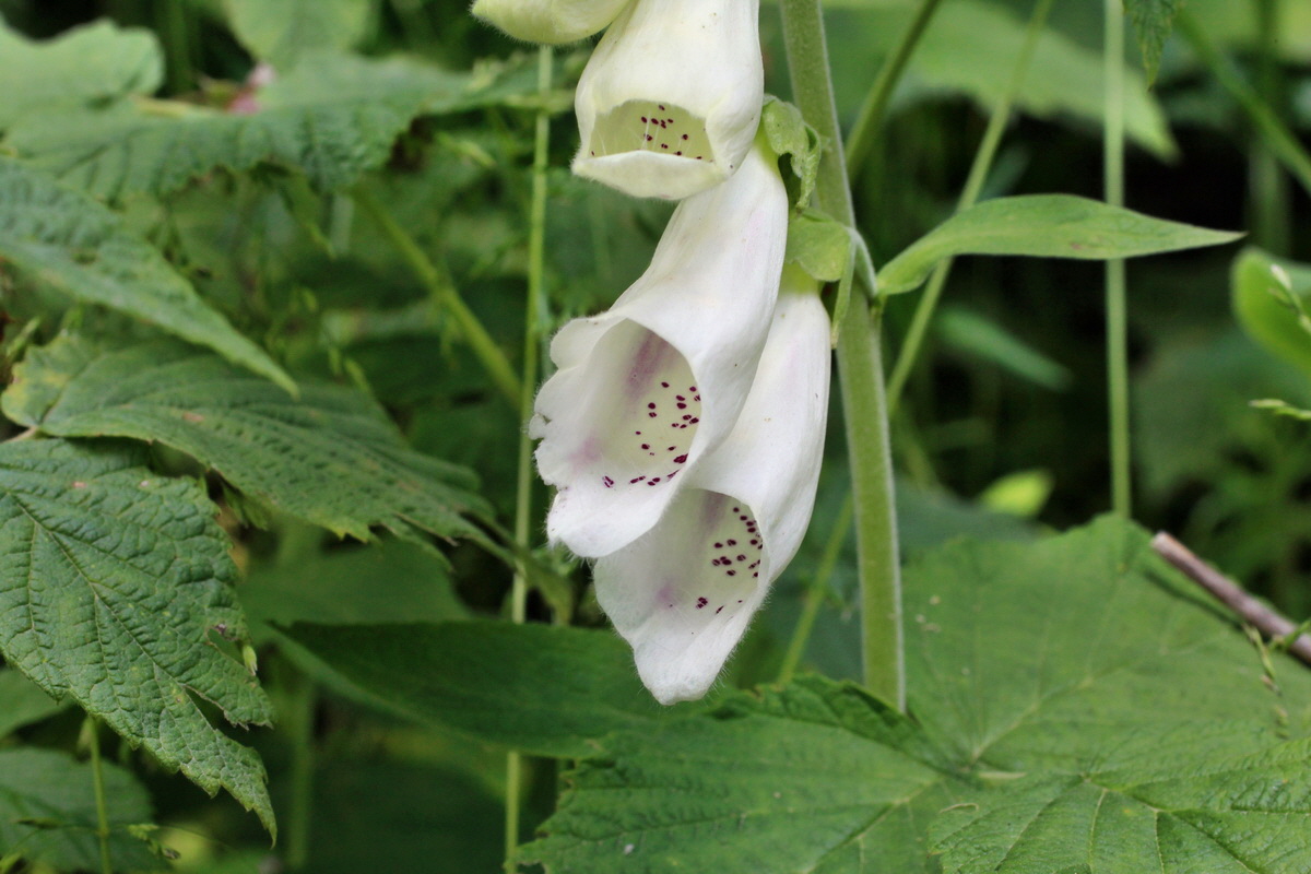 2014_06_17_00046958p_Bildgr��e �ndern