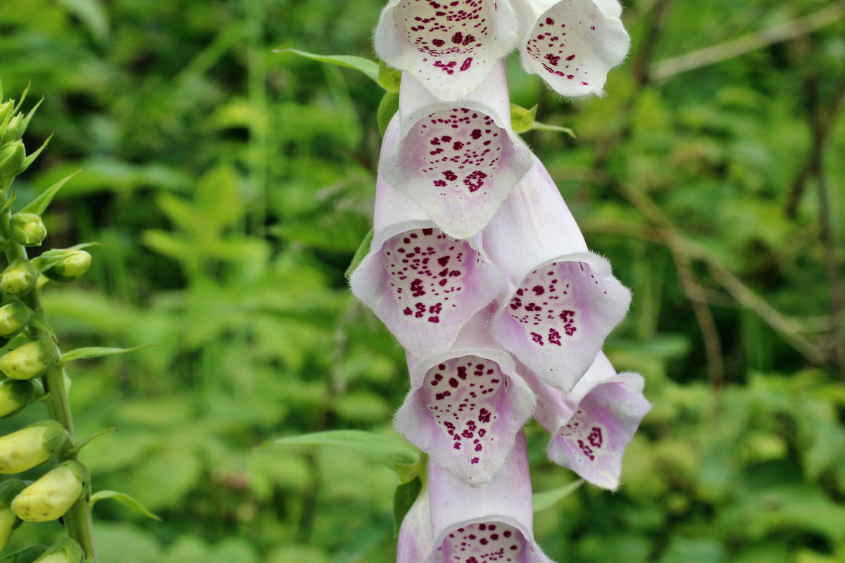 2014_06_17_00046960p_Bildgr��e �ndern