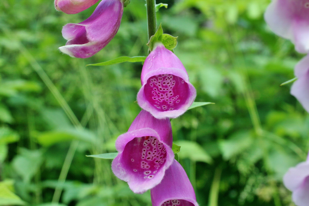 2014_06_17_00046964p_Bildgr��e �ndern