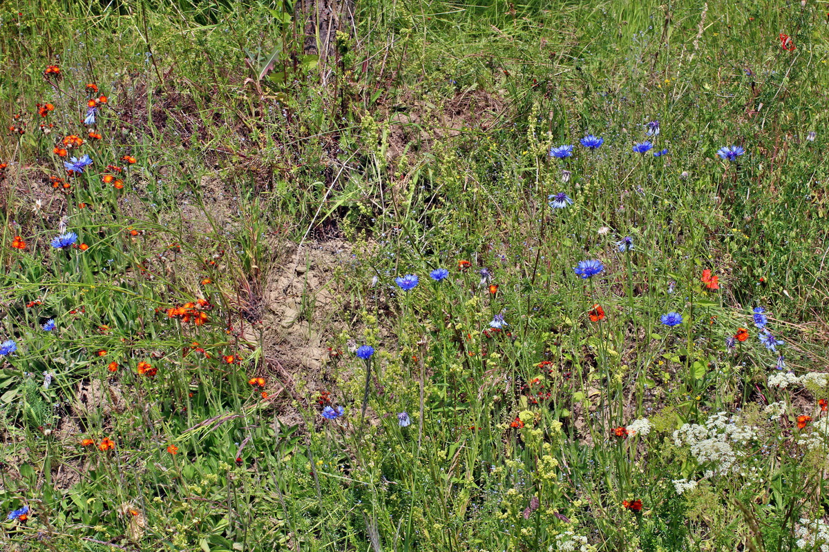 2014_06_17_00046966p_Bildgr��e �ndern