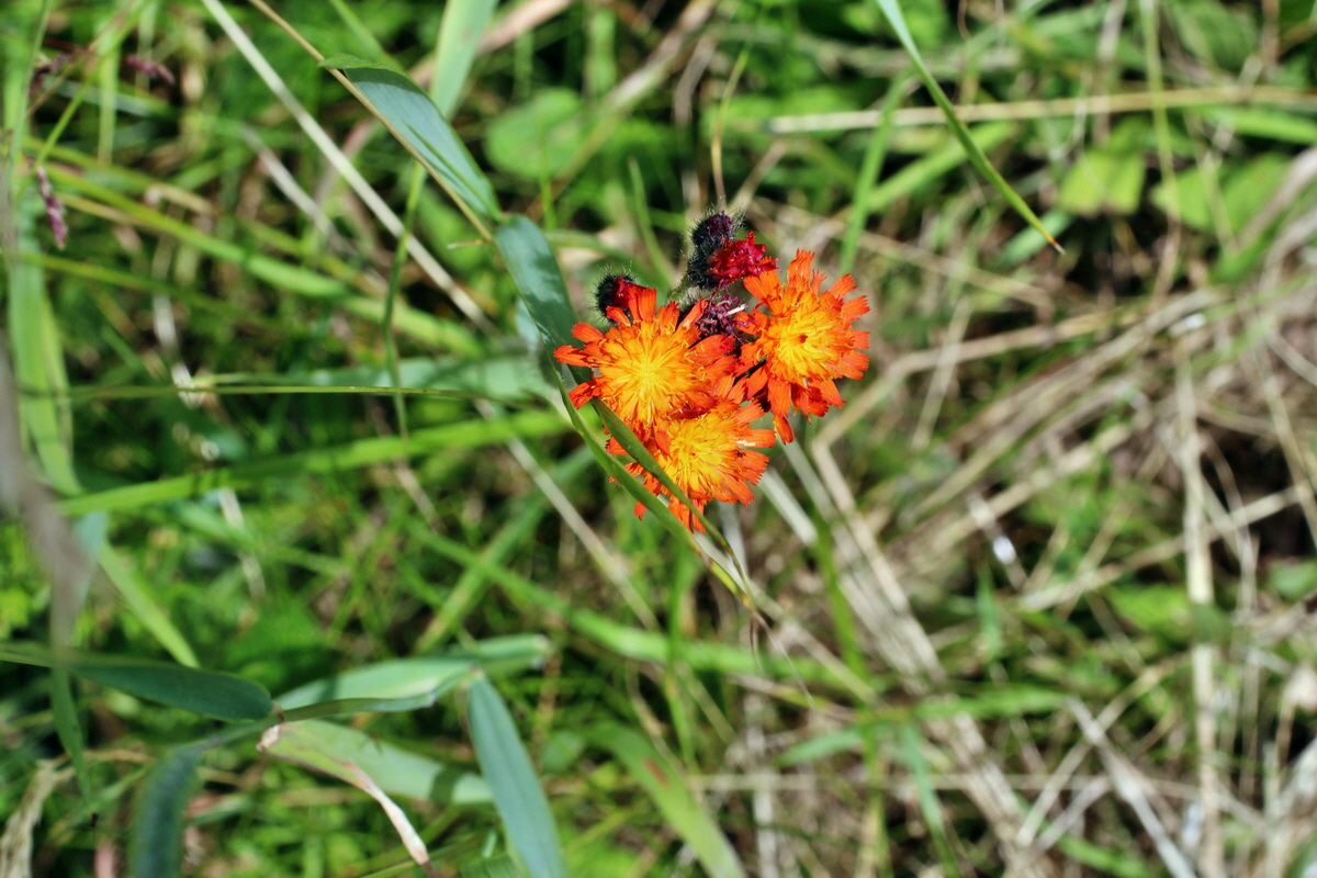 2014_06_17_00046978p_Bildgr��e �ndern