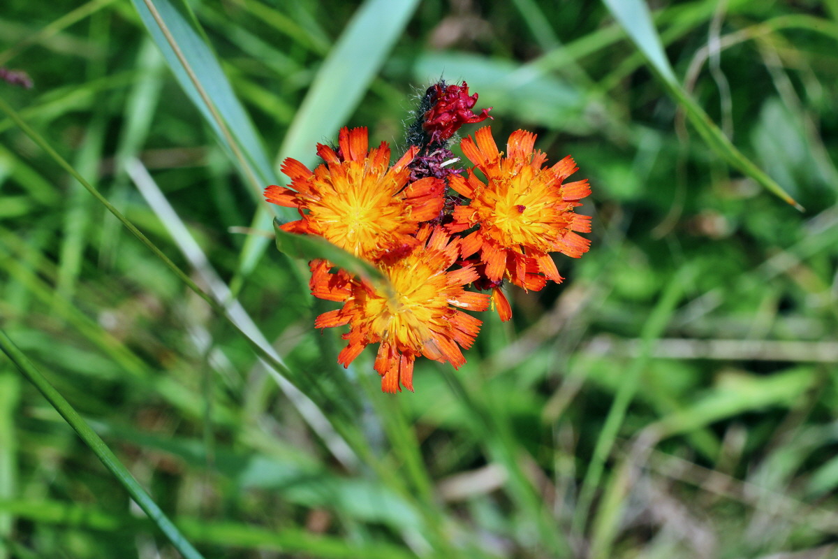 2014_06_17_00046981p_Bildgr��e �ndern