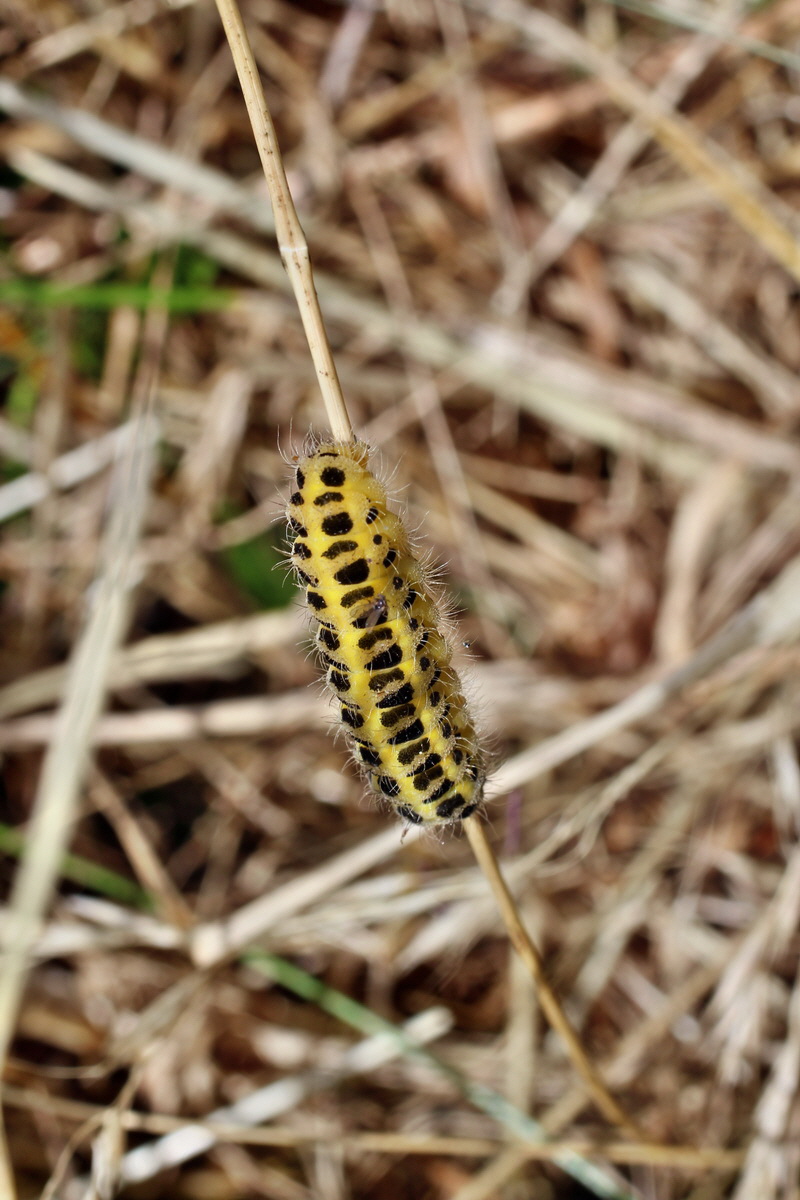 2014_06_17_00046987p_Bildgr��e �ndern