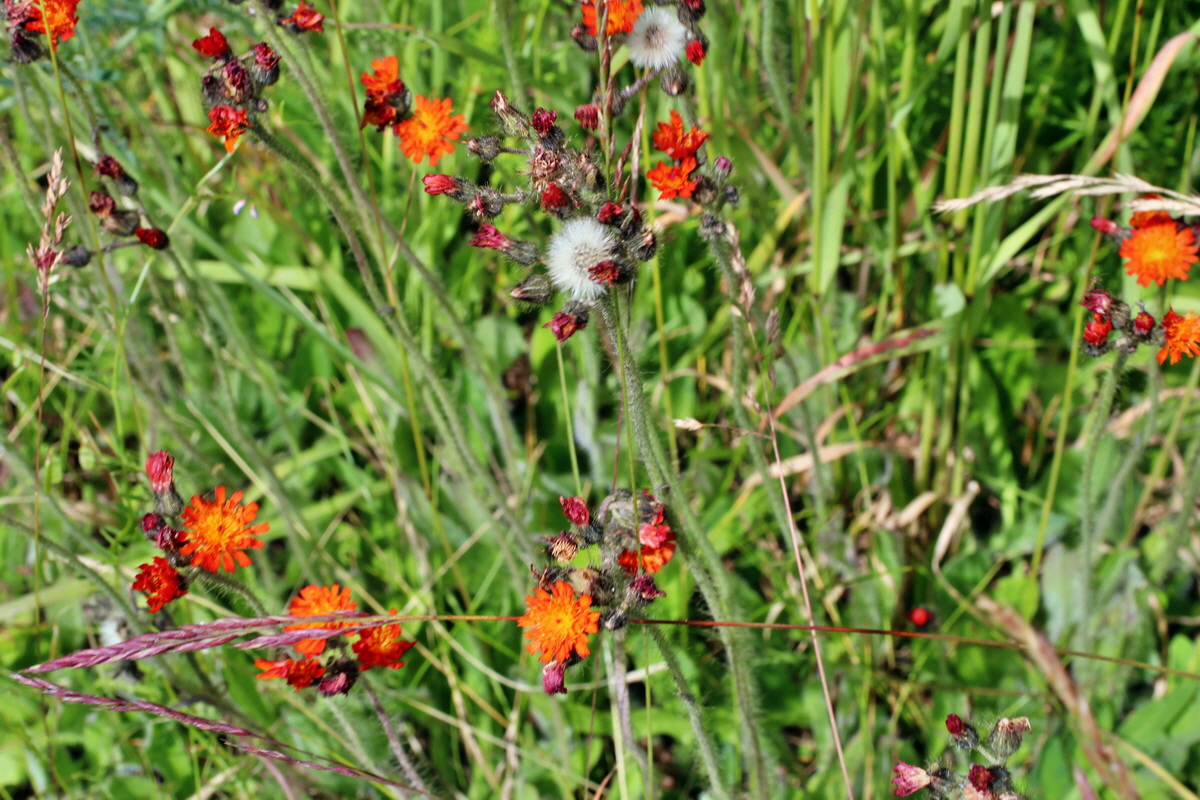 2014_06_17_00046994p_Bildgr��e �ndern