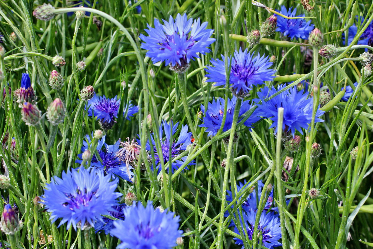 2014_06_17_00047013p_Bildgr��e �ndern