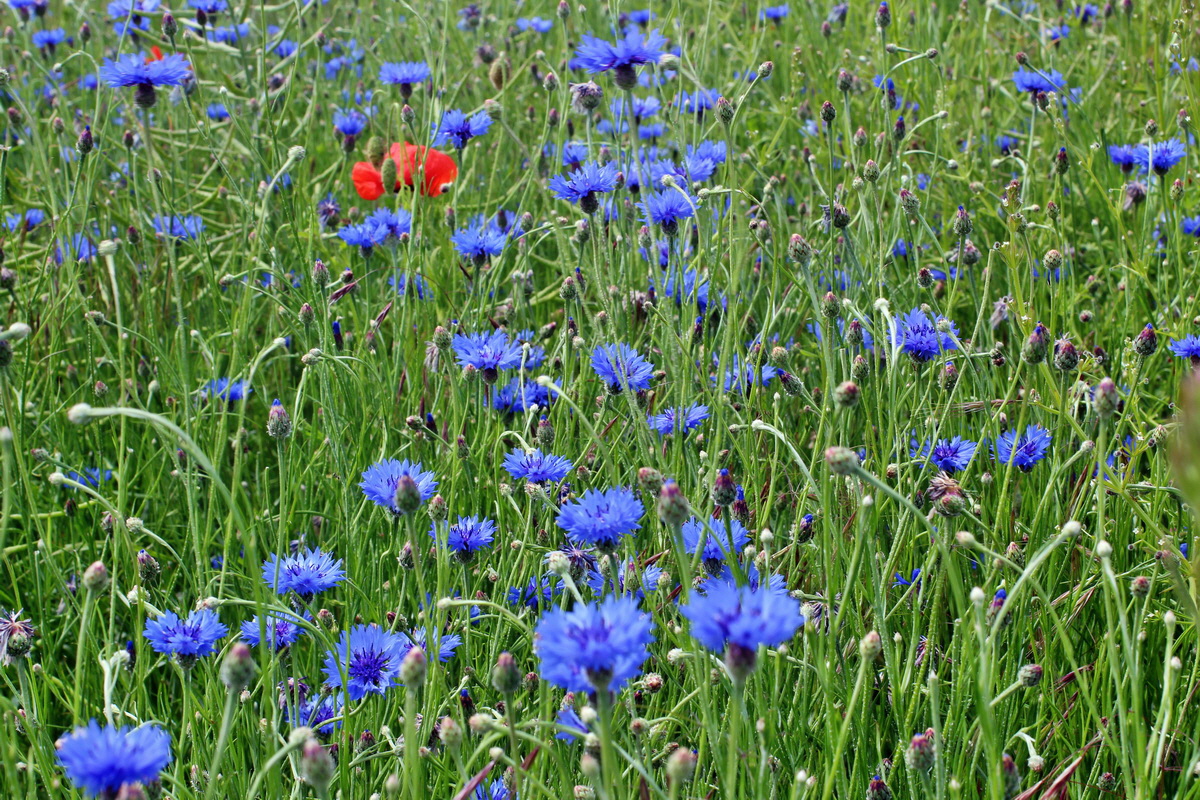 2014_06_17_00047048p_Bildgr��e �ndern