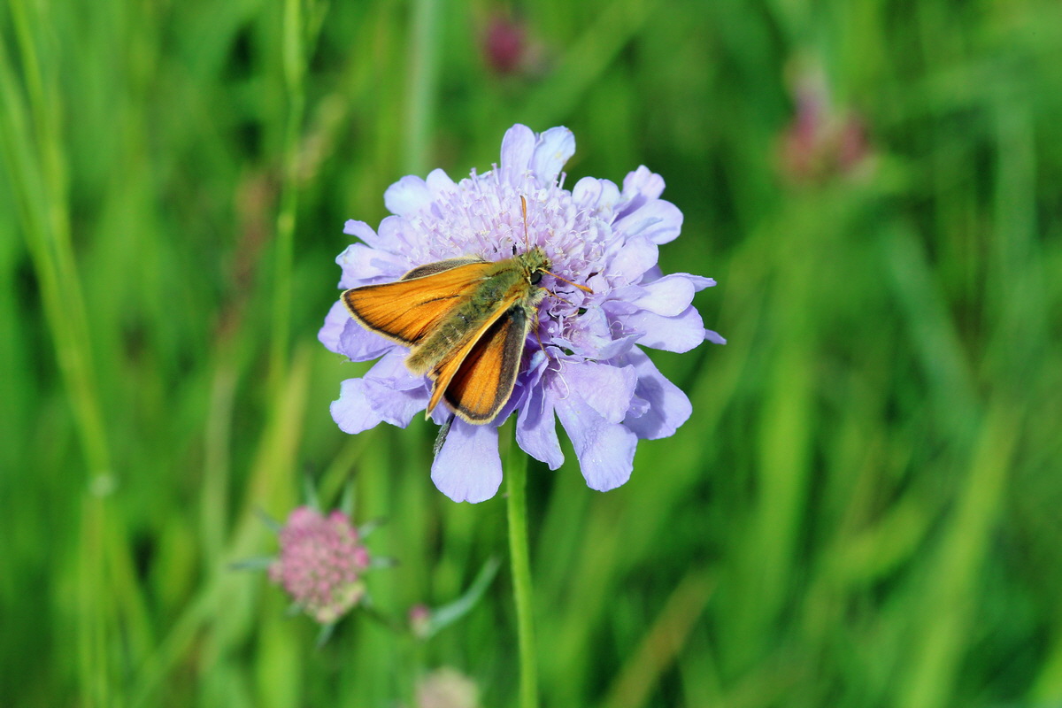 2014_06_23_00047475p_Bildgr��e �ndern