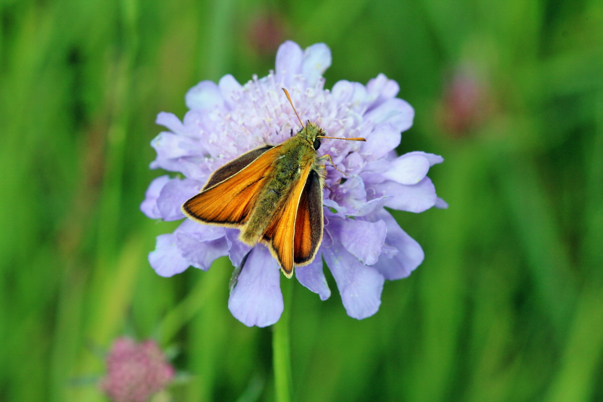 2014_06_23_00047486p_Bildgr��e �ndern