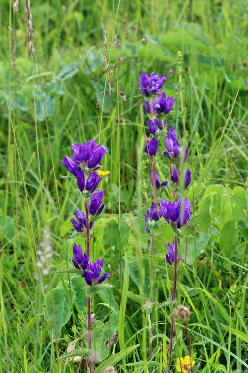 2014_06_23_00047494p_Bildgr��e �ndern