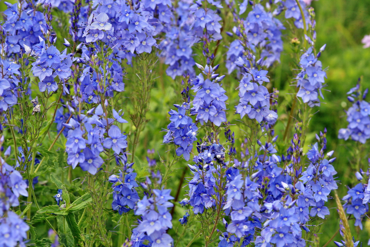 2014_06_23_00047499p_Bildgr��e �ndern