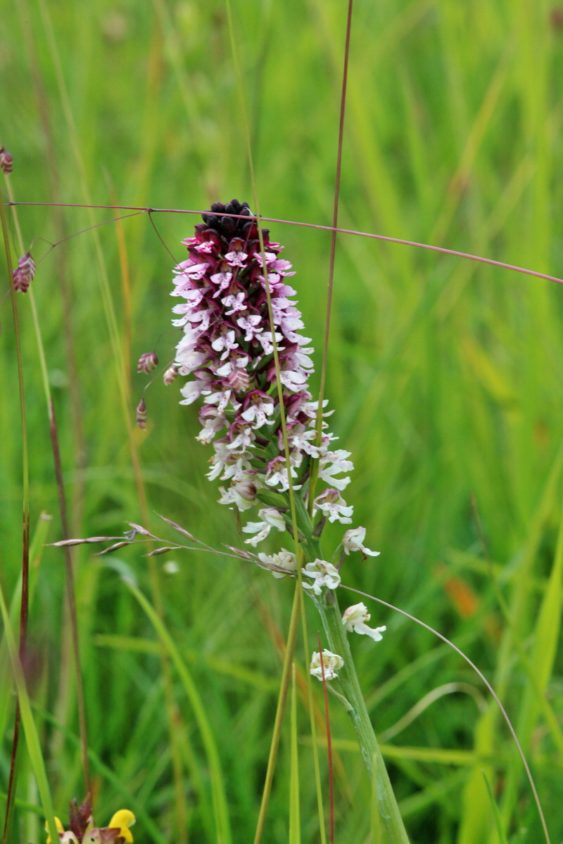 2014_06_23_00047507p_Bildgr��e �ndern