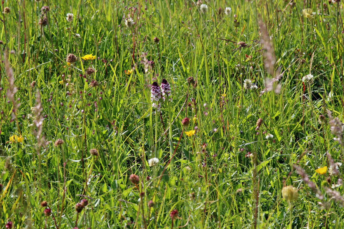 2014_06_23_00047512p_Bildgr��e �ndern