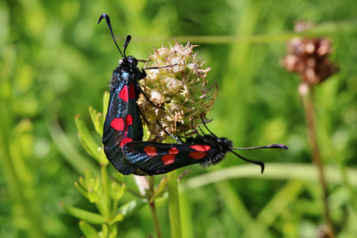 2014_06_23_00047590p_Bildgr��e �ndern