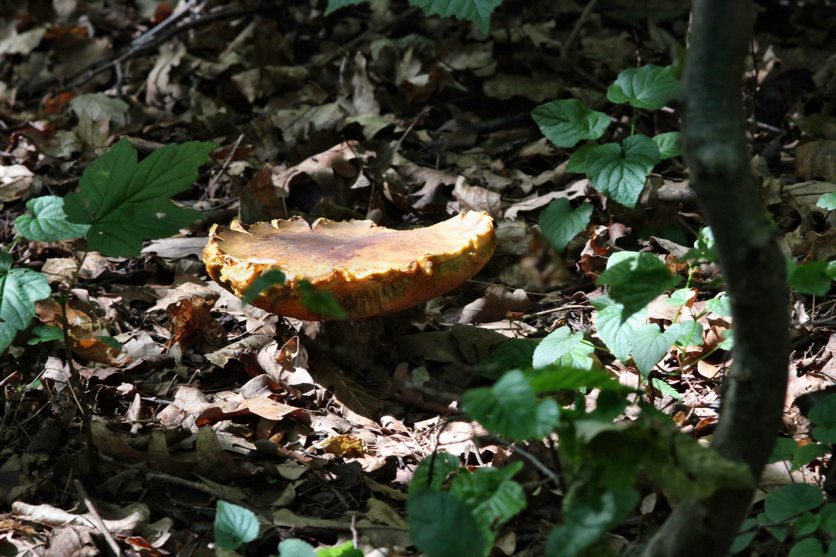 2014_06_27_00047659p_Bildgr��e �ndern